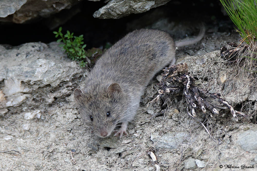 Arvicola delle nevi (Chionomys nivalis)